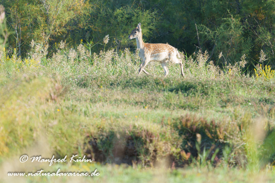 Damhirsch ()_0081