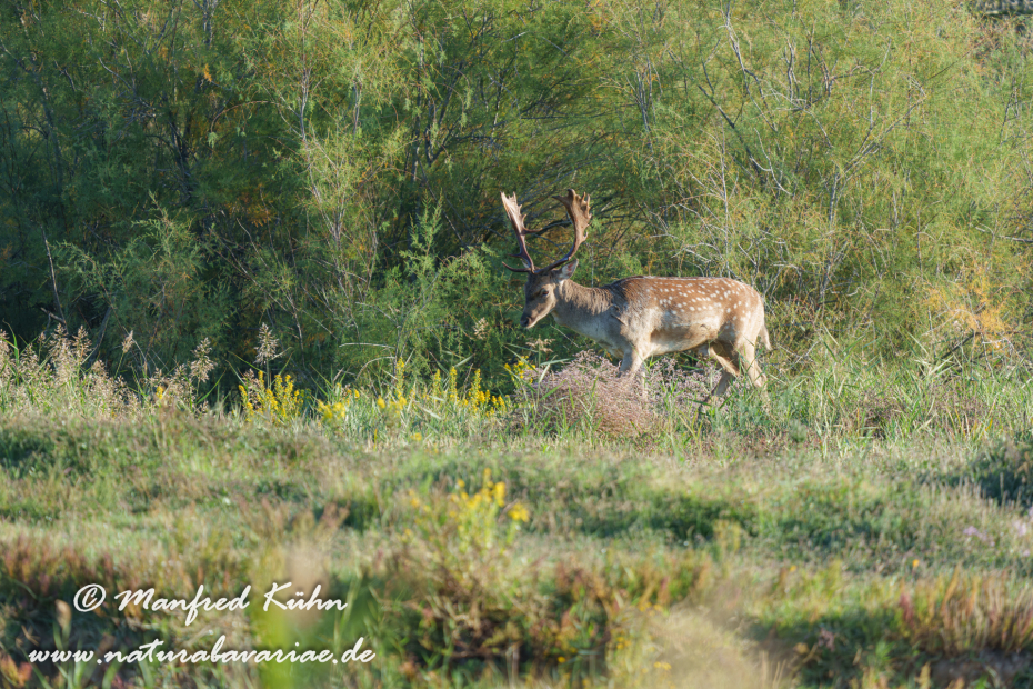 Damhirsch ()_0083