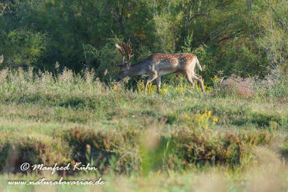 Damhirsch ()_0088