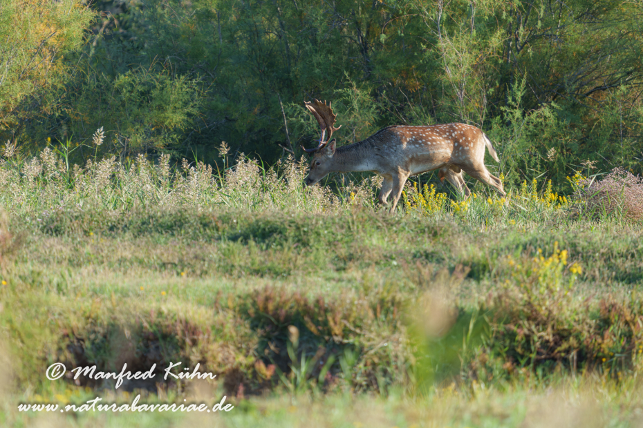 Damhirsch ()_0090