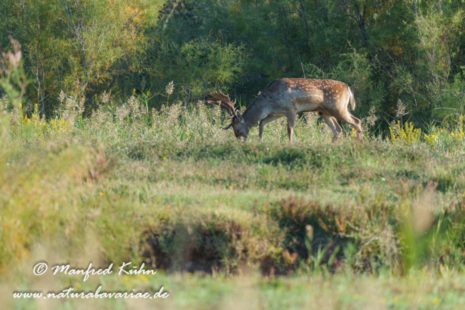 Damhirsch ()_0093