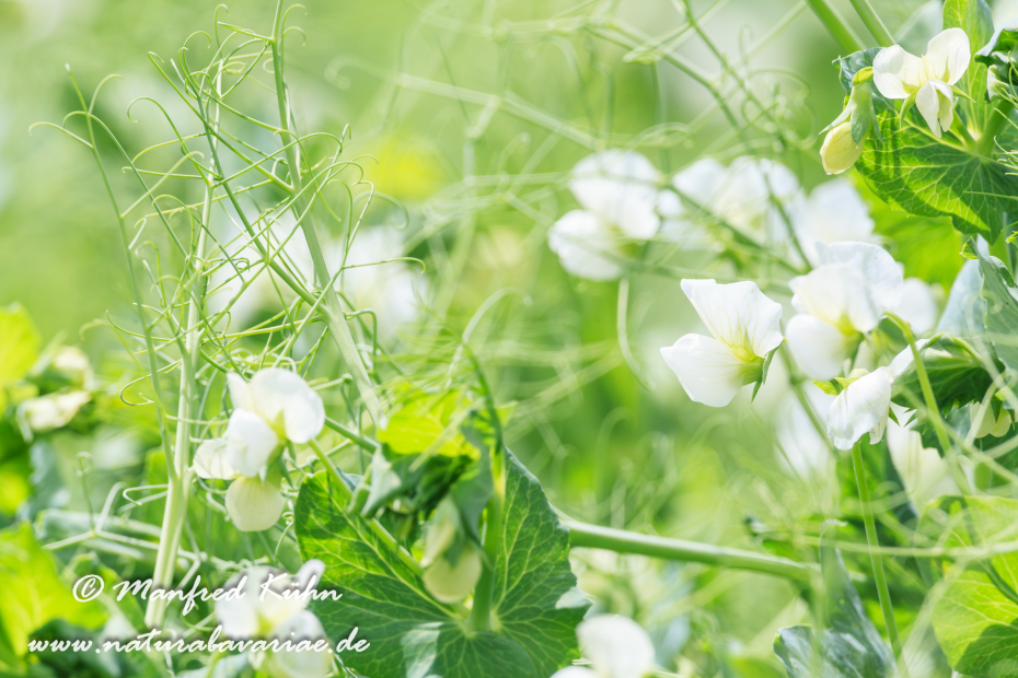 Futtererbse ()_0005