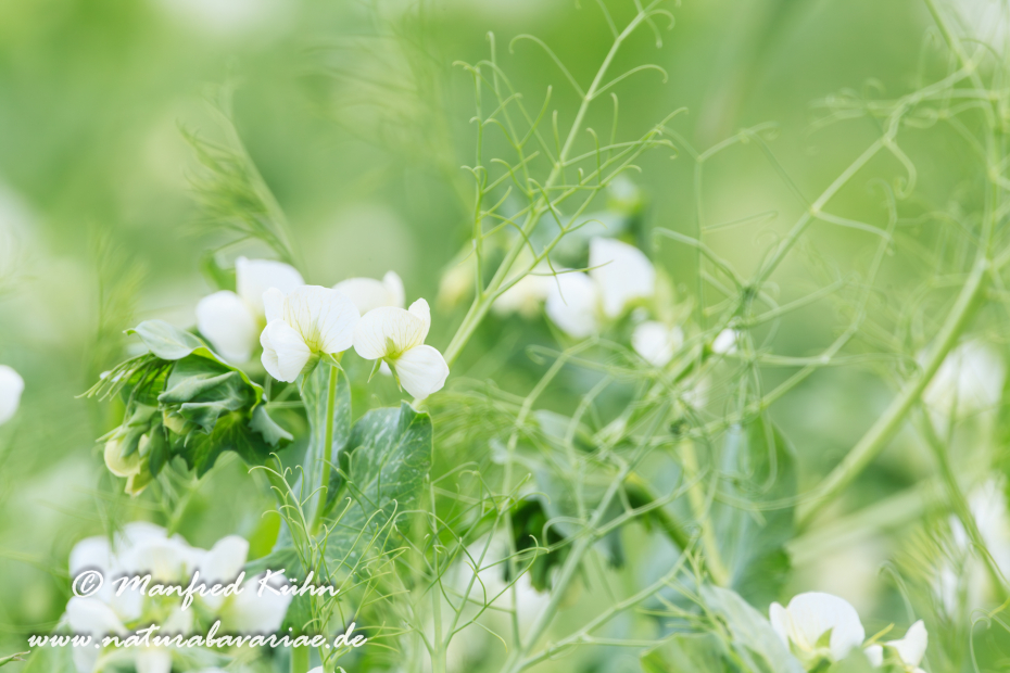 Futtererbse ()_0008