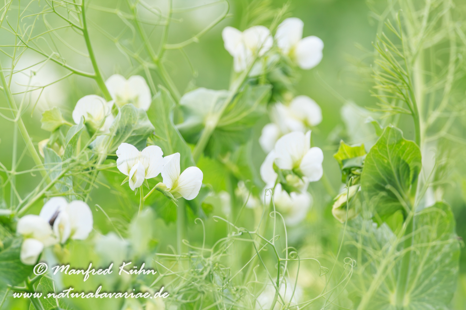 Futtererbse ()_0010