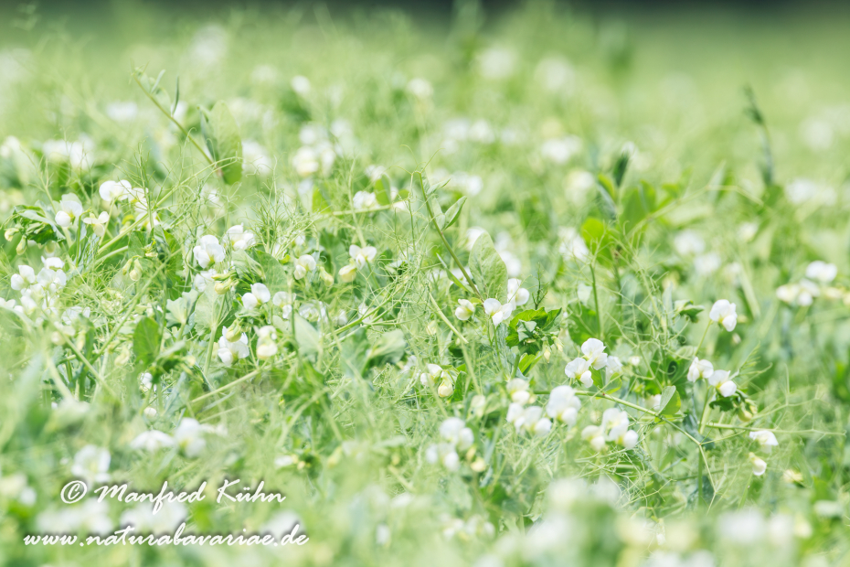Futtererbse ()_0015