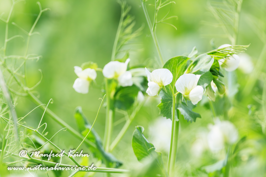 Futtererbse ()_0018