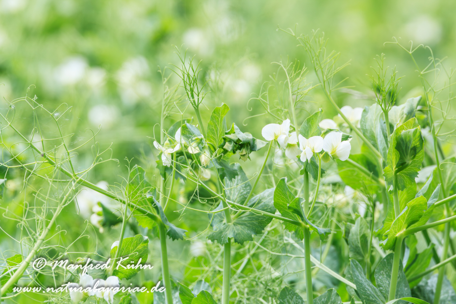 Futtererbse ()_0019
