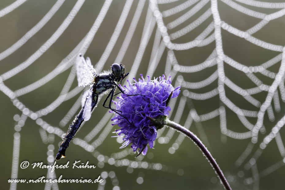 Heidelibelle ()_0009