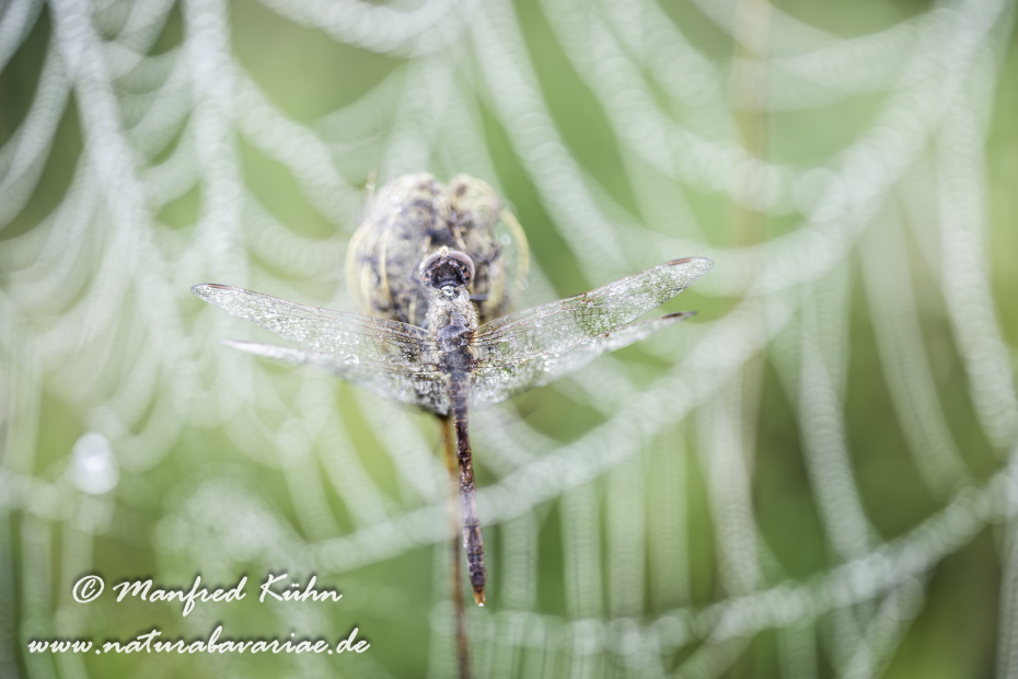 Heidelibelle ()_0040