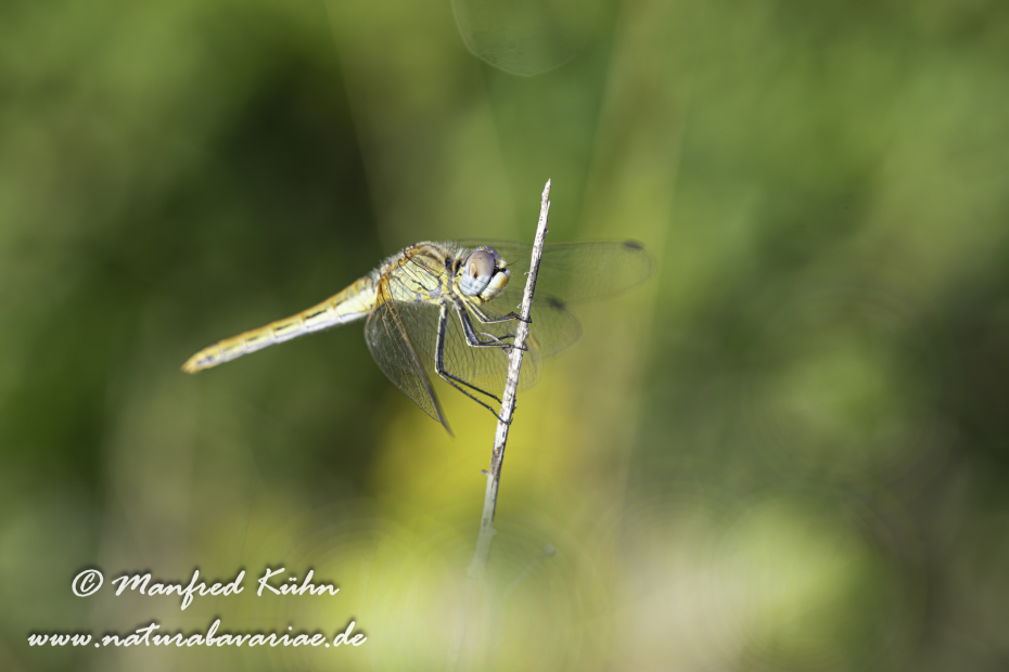 Heidelibelle (Frühe)_0027