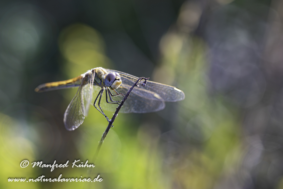 Heidelibelle (Frühe)_0030