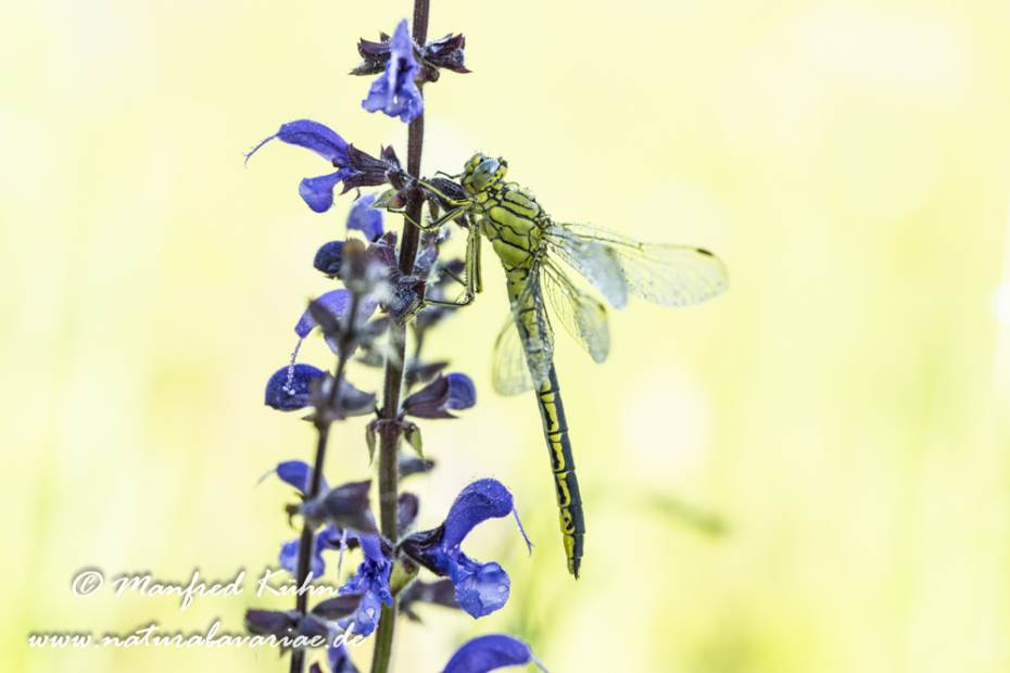 Keiljungfer (Westliche)_0046