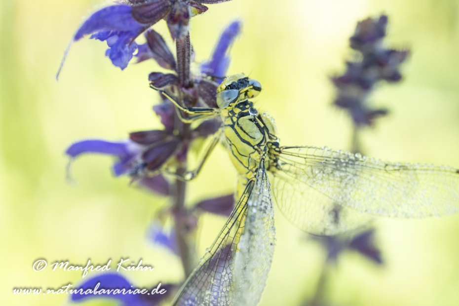 Keiljungfer (Westliche)_0053