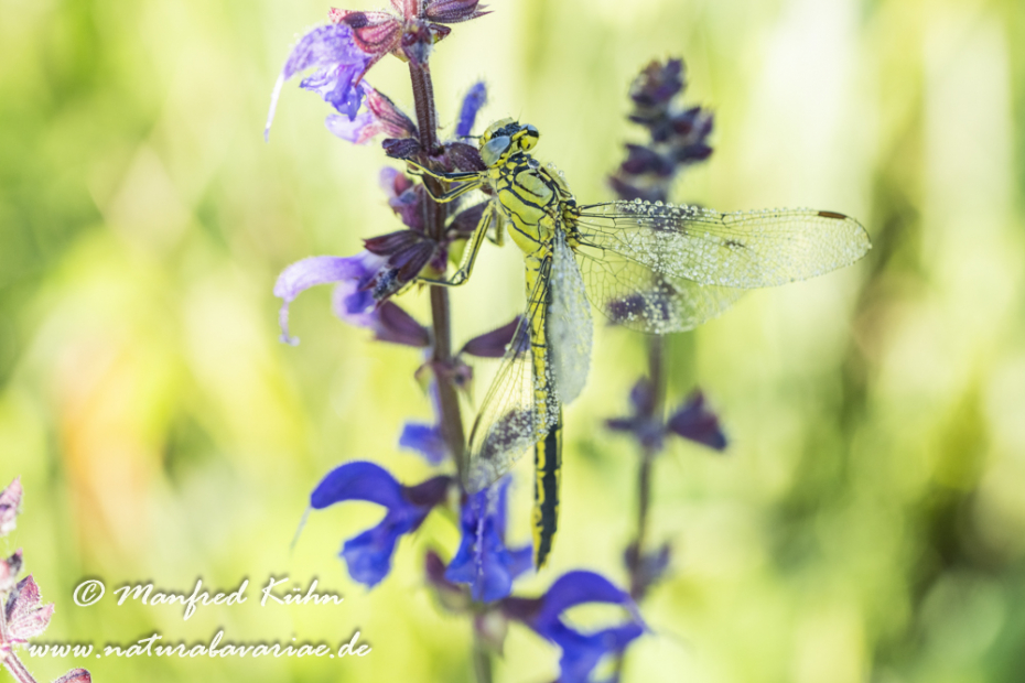 Keiljungfer (Westliche)_0056