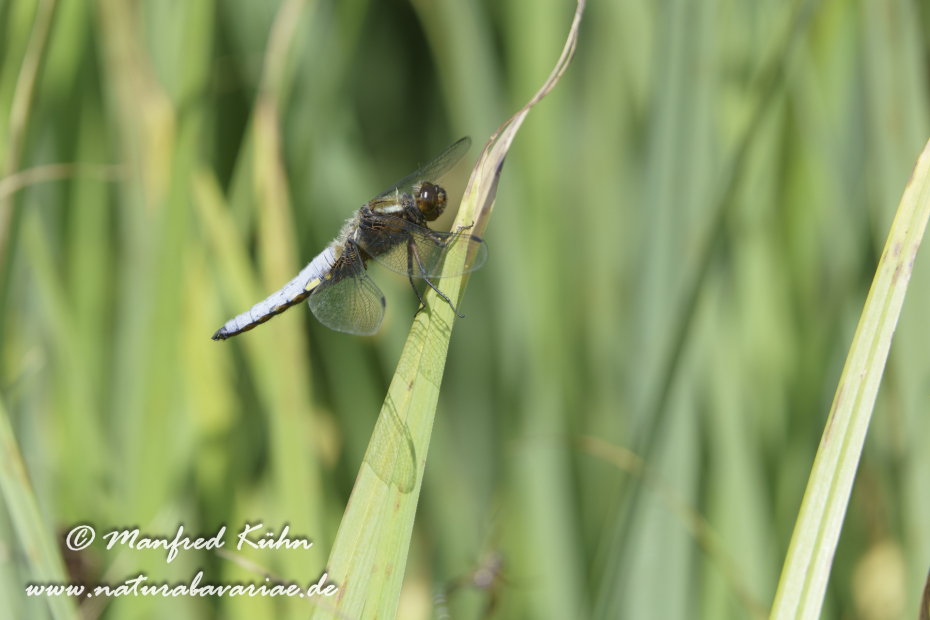 Plattbauch-Libelle ()_0033