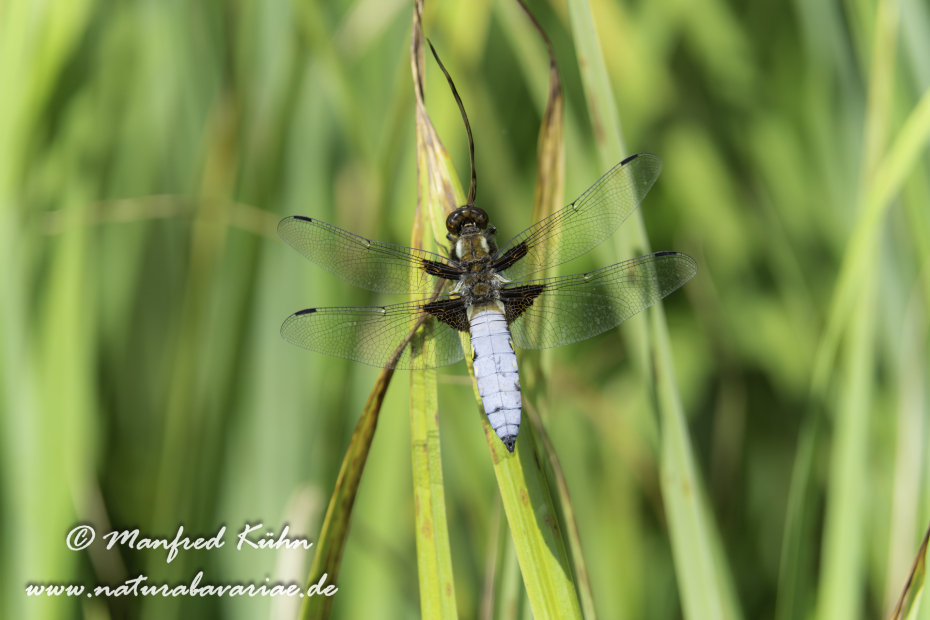 Plattbauch-Libelle ()_0036