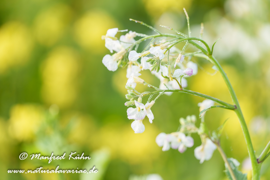 Ölrettich ()_0034