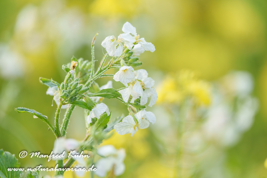 Ölrettich ()_0044