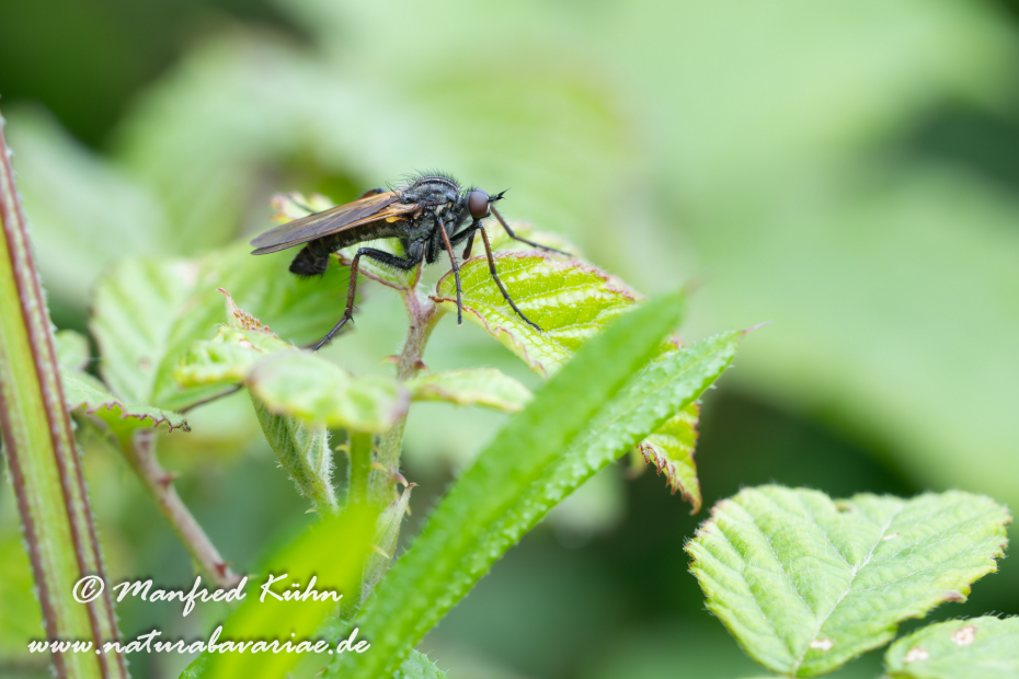 Tanzfliege (Gewürfelte)_0001