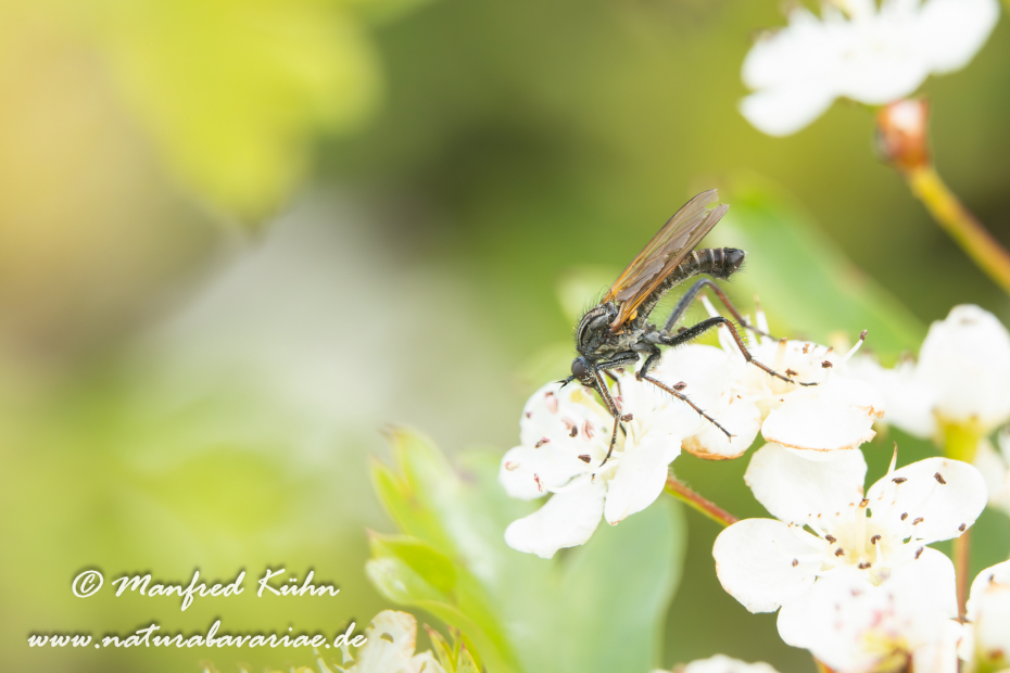 Tanzfliege (Gewürfelte)_0004
