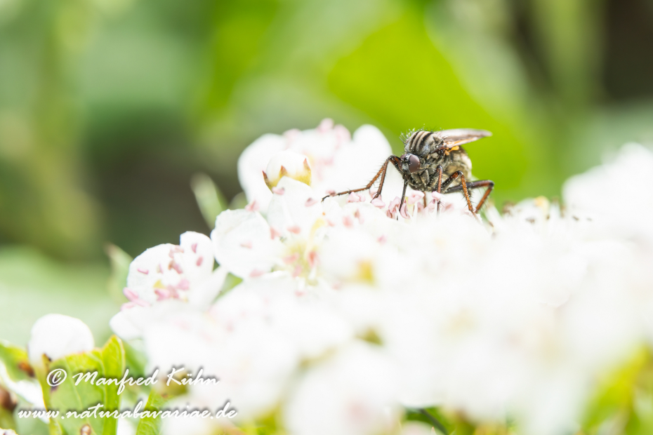 Tanzfliege (Gewürfelte)_0010