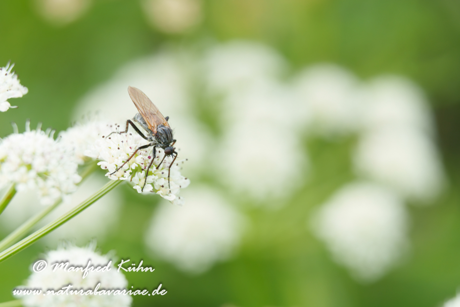 Tanzfliege (Gewürfelte)_0012