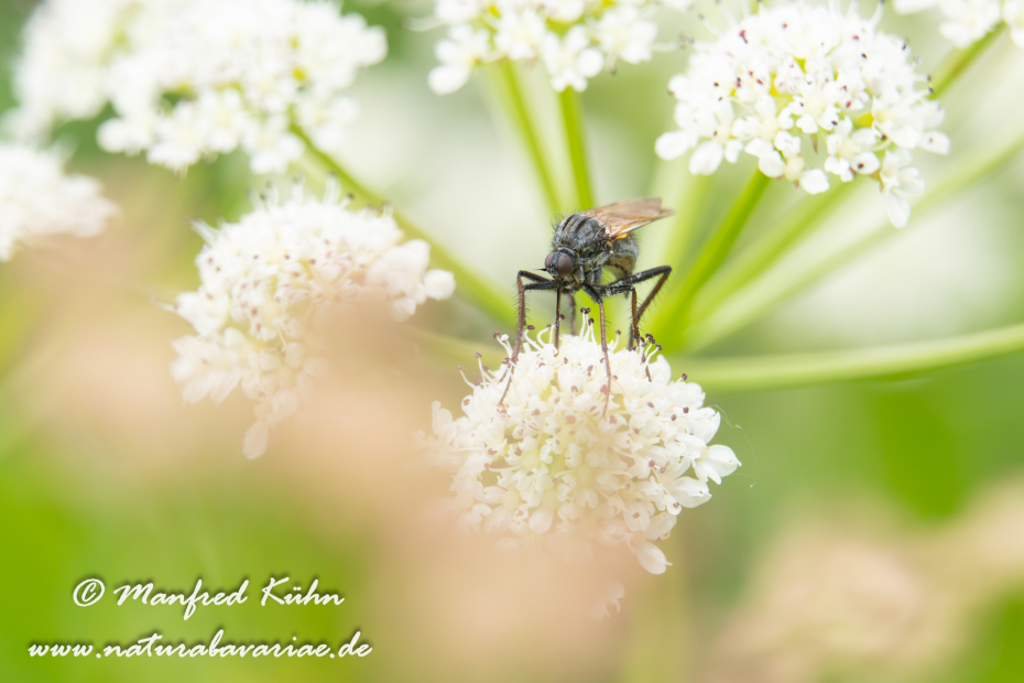 Tanzfliege (Gewürfelte)_0013