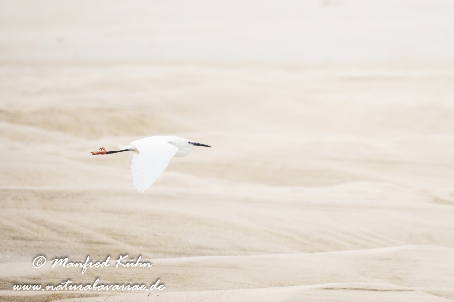 Seidenreiher ()_0105