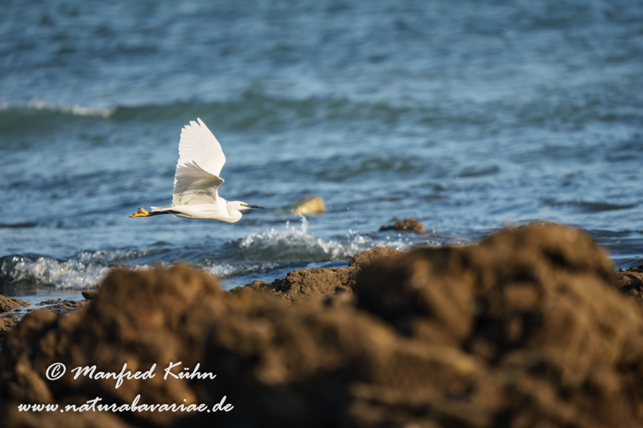 Seidenreiher ()_0114