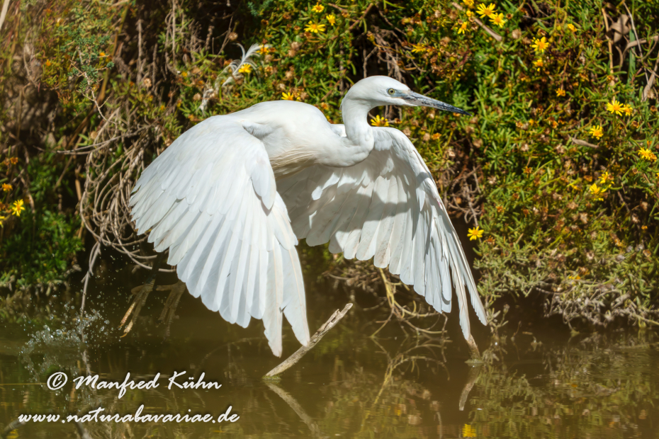 Seidenreiher ()_0130