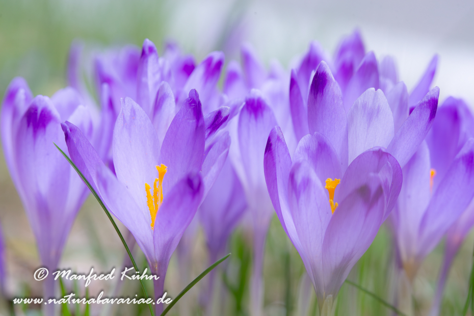 Krokus neapolitanus (Frühligskrokus)_0002