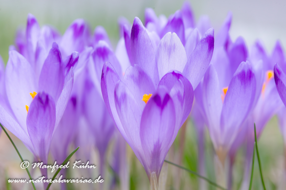 Krokus neapolitanus (Frühligskrokus)_0003