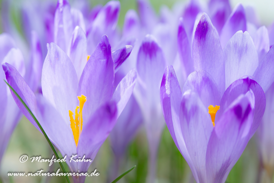 Krokus neapolitanus (Frühligskrokus)_0009