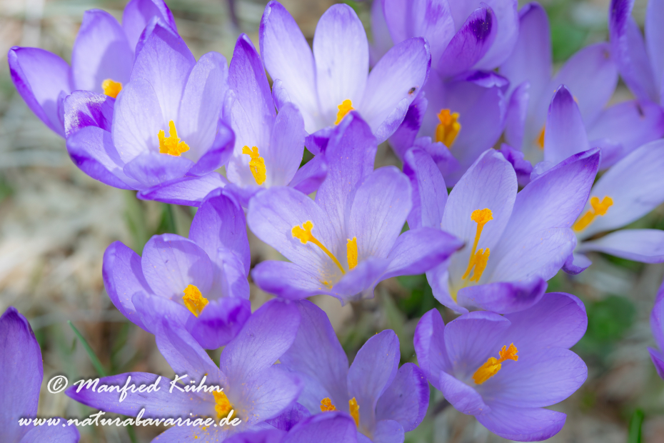 Krokus neapolitanus (Frühligskrokus)_0011
