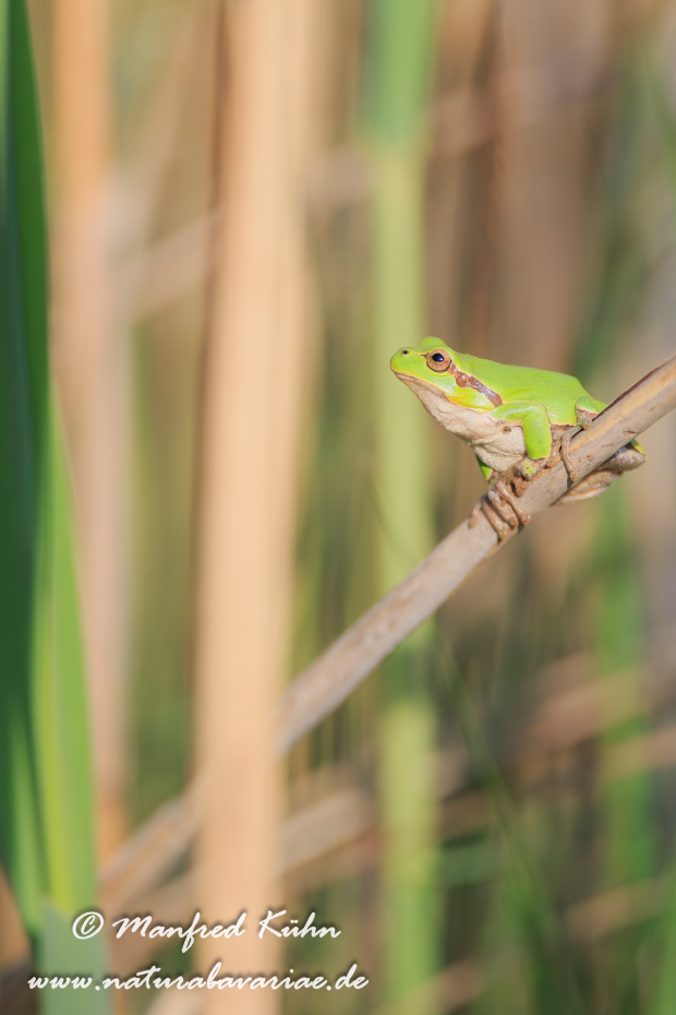 Laubfrosch (Italienischer)_0013