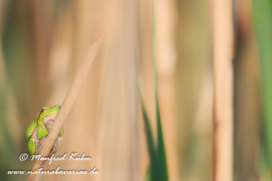 Laubfrosch (Italienischer)_0016