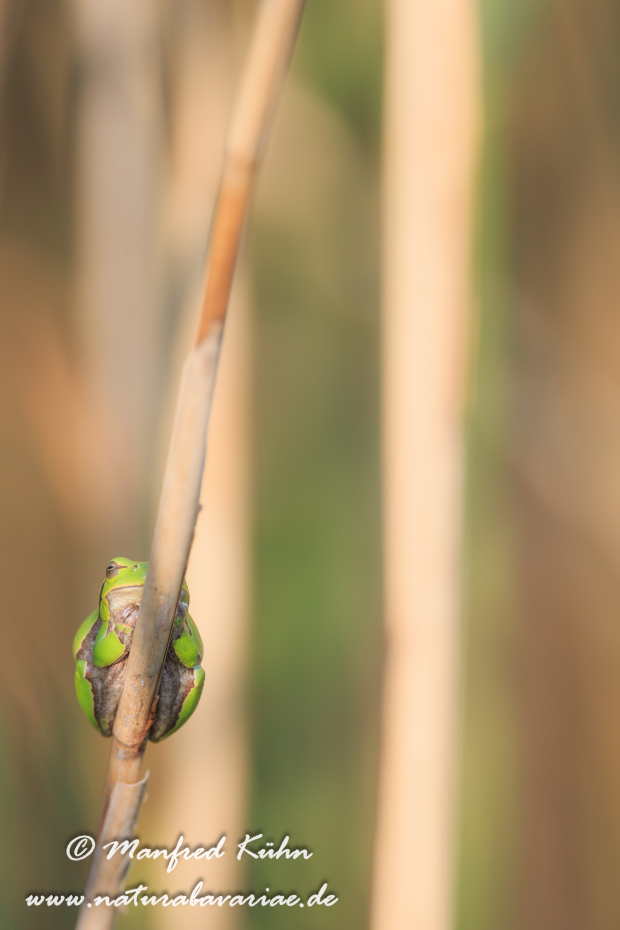 Laubfrosch (Italienischer)_0019