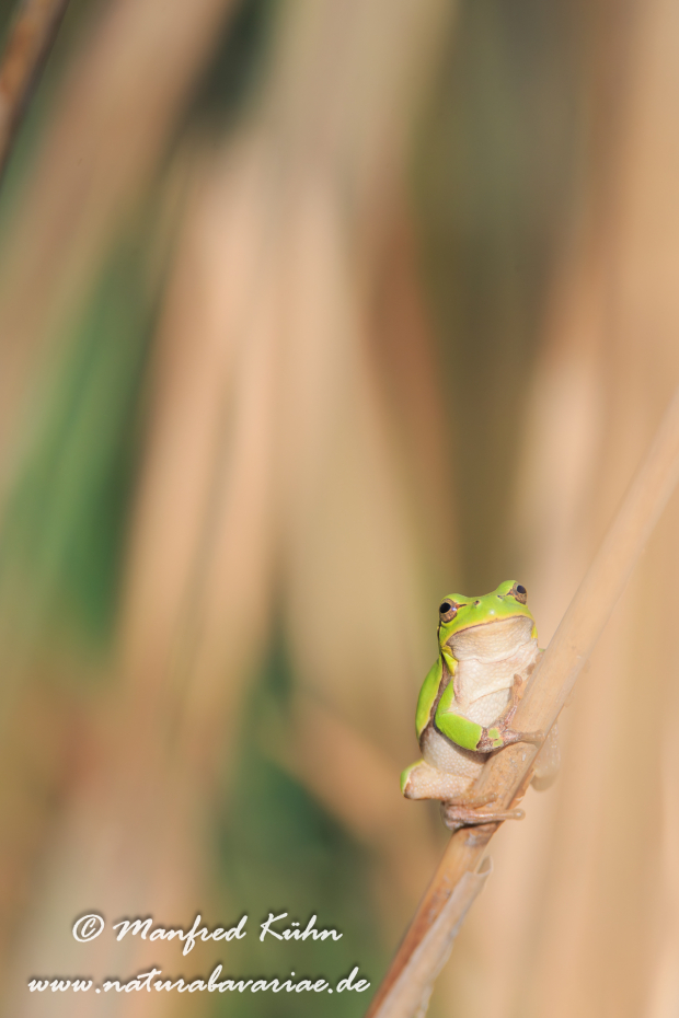 Laubfrosch (Italienischer)_0020