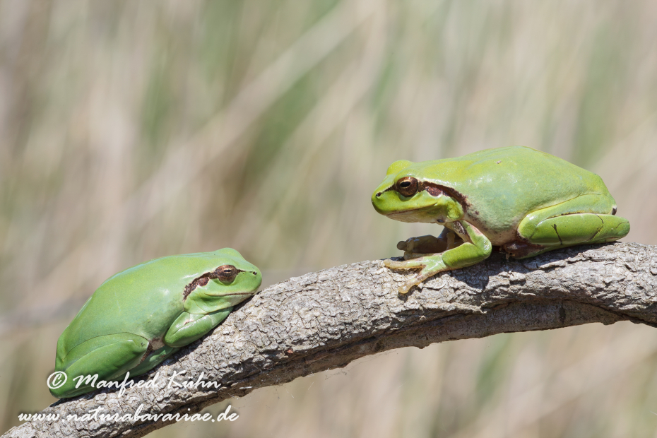 Laubfrosch (Mittelmeer-)_0029