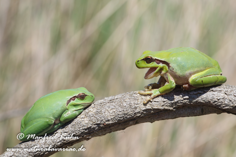 Laubfrosch (Mittelmeer-)_0033