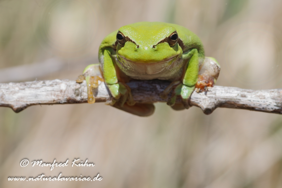 Laubfrosch (Mittelmeer-)_0042