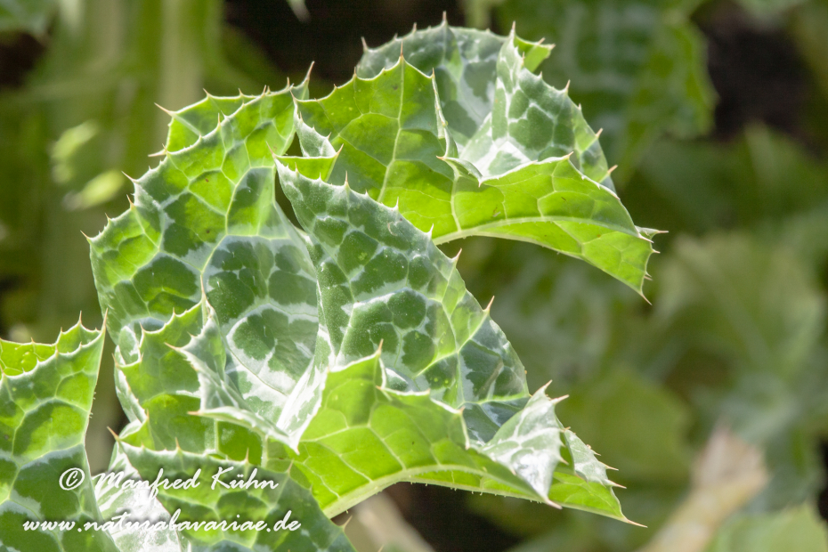 Mariendistel ()_0002