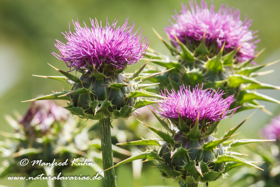 Mariendistel ()_0003