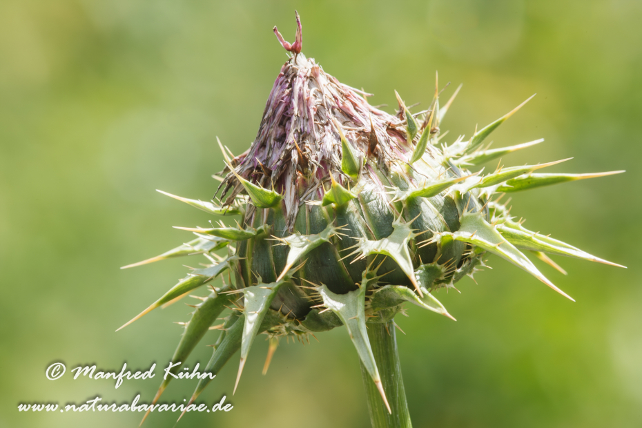 Mariendistel ()_0005