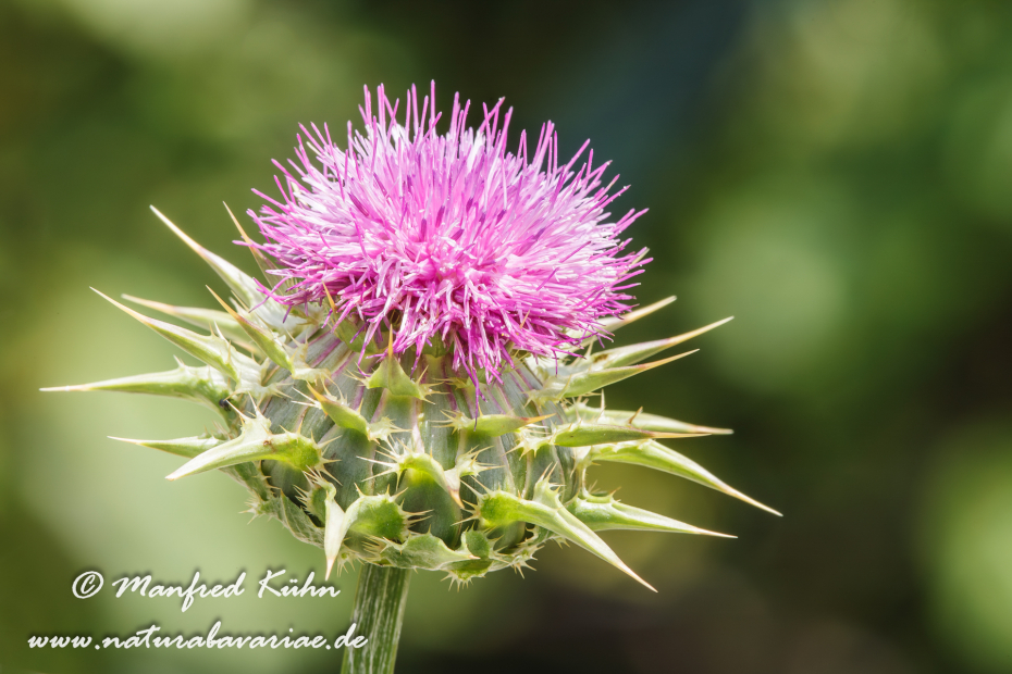Mariendistel ()_0006