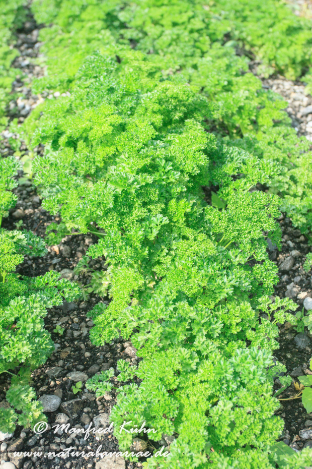 Petersilie (krause)_0004