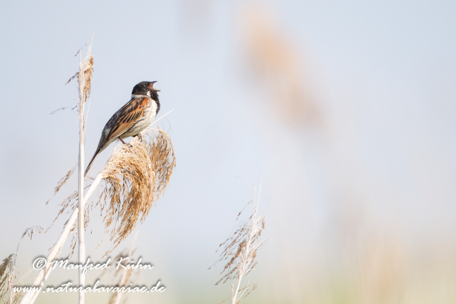 Rohrammer ()_0014