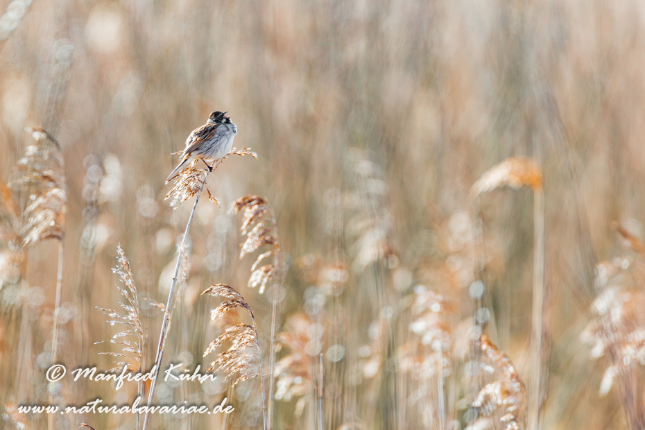 Rohrammer ()_0021