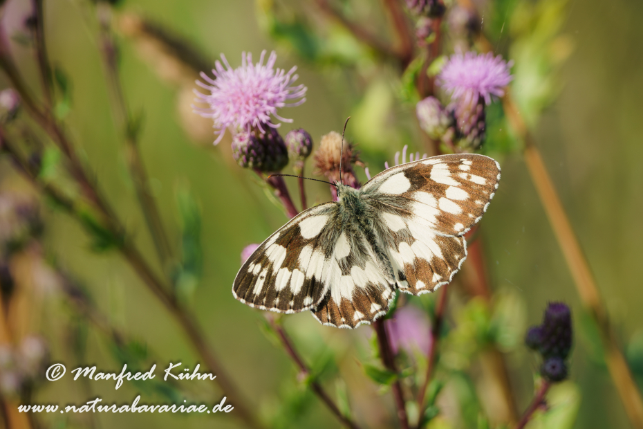 Schachbrett ()_0254