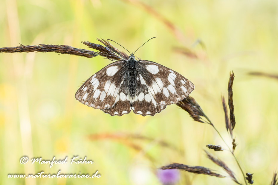 Schachbrett ()_0260